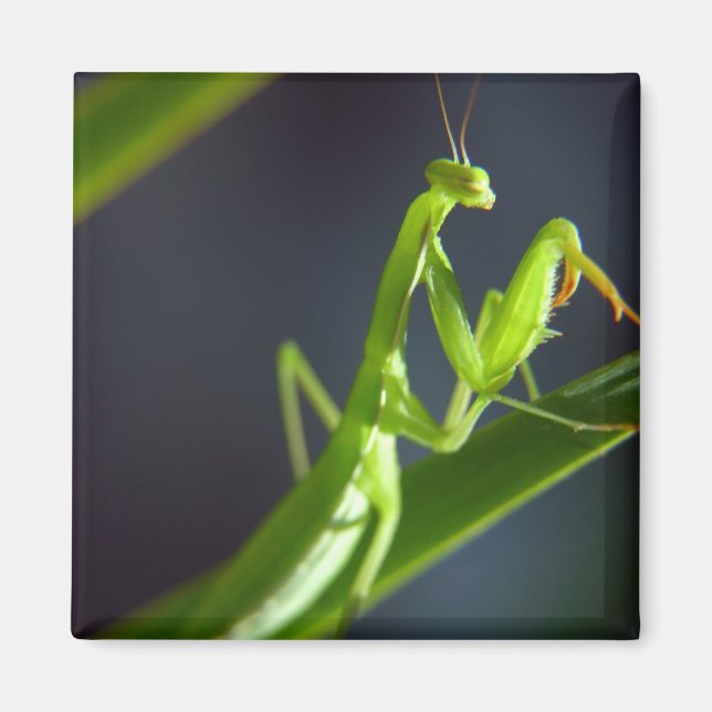 Aimant Prier Mantis (Devant)