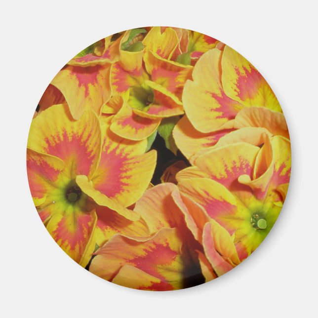 Aimant Primrose jaune (Devant)