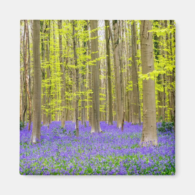 Aimant Printemps dans la forêt bleue (Devant)