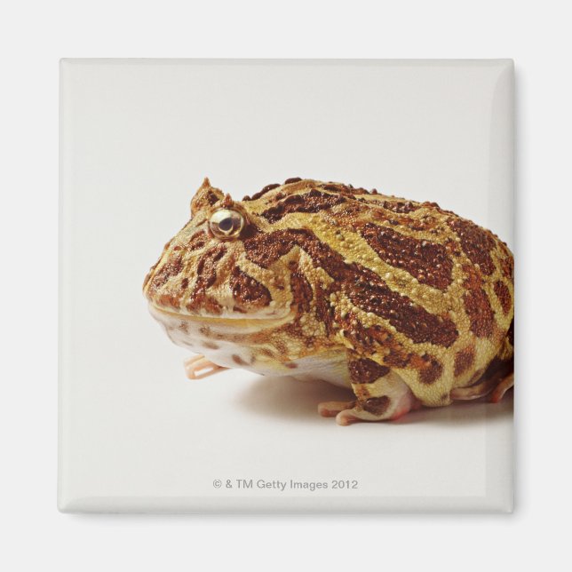 Aimant Profil de la grenouille à cornes argentine (Devant)