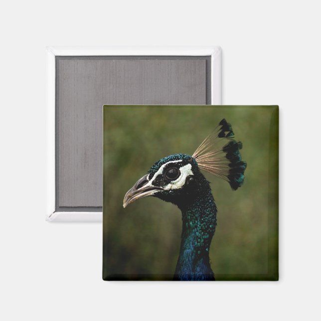 Aimant Profil de Peacock (Recto/Verso)