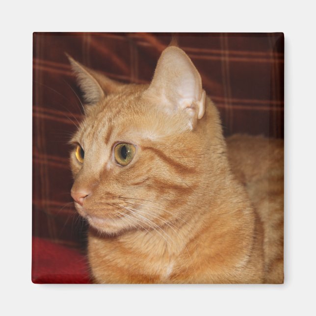 Aimant Profil de visage de chat Tabou orange (Devant)