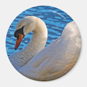 Aimant Profil d'un cygne muet