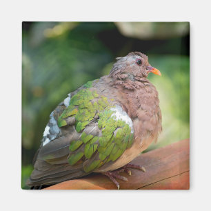 Aimant Profil et perche de la tourterelle Emerald Dove