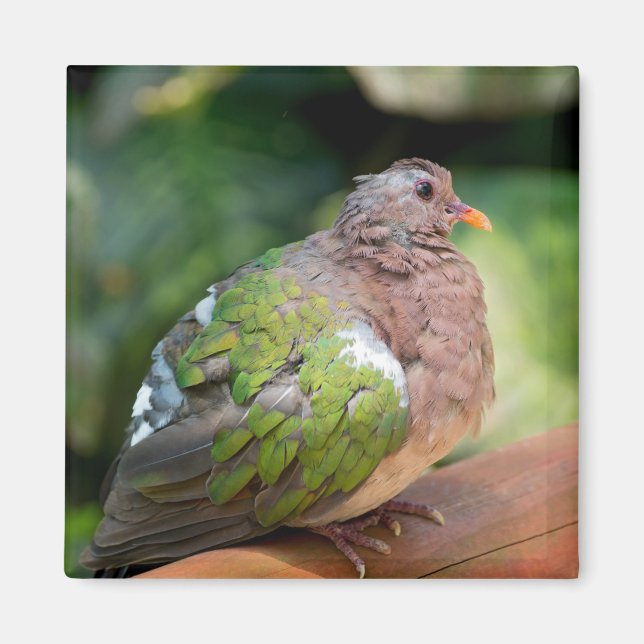 Aimant Profil et perche de la tourterelle Emerald Dove (Devant)