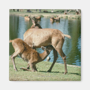 Aimant Progéniture de soins de cerfs communs rouges