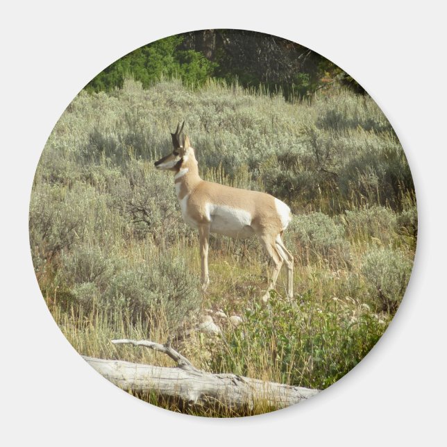 Aimant Pronghorn au Parc national de Grand Teton (Devant)