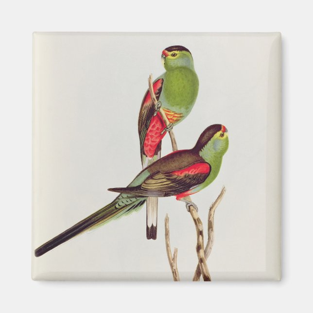 Aimant Psephotus Pulcherrimus (Devant)