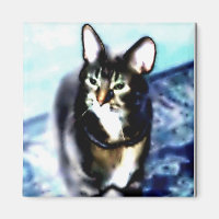 Psychadélique Kitty