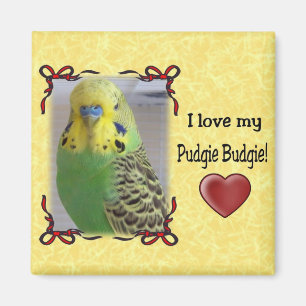 Aimant Pudgie Budgie 3