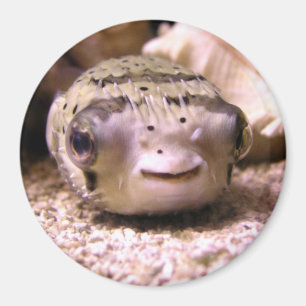 Aimant Pufferfish du Blowfish de Helaine