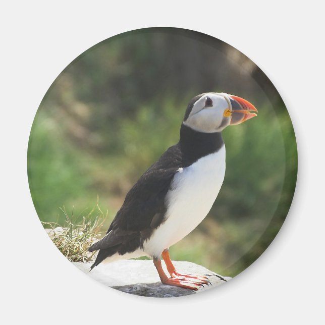 Aimant Puffin (Devant)