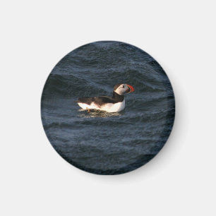 Aimant Puffin