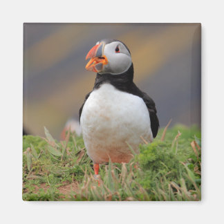 Aimant Puffin