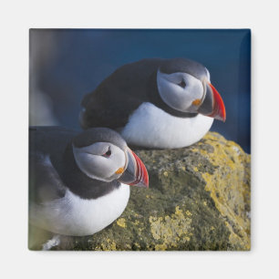 Aimant Puffin atlantique (Fratercula arctica) 7