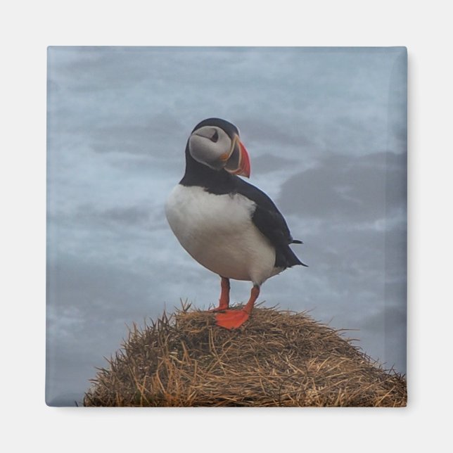 Aimant Puffin dans l'aimant frigo de fond (Devant)