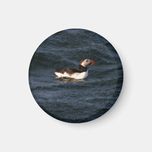 Aimant Puffin magnétique (Devant)