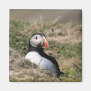 Aimant Puffins de Skomer Island