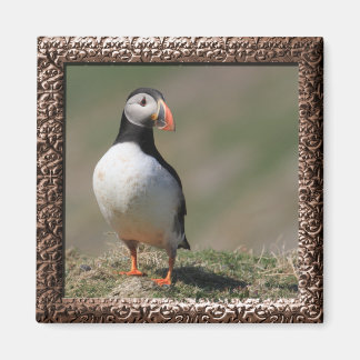 Aimant Puffins de Skomer Island