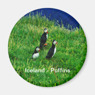 Aimant Puffins islandais