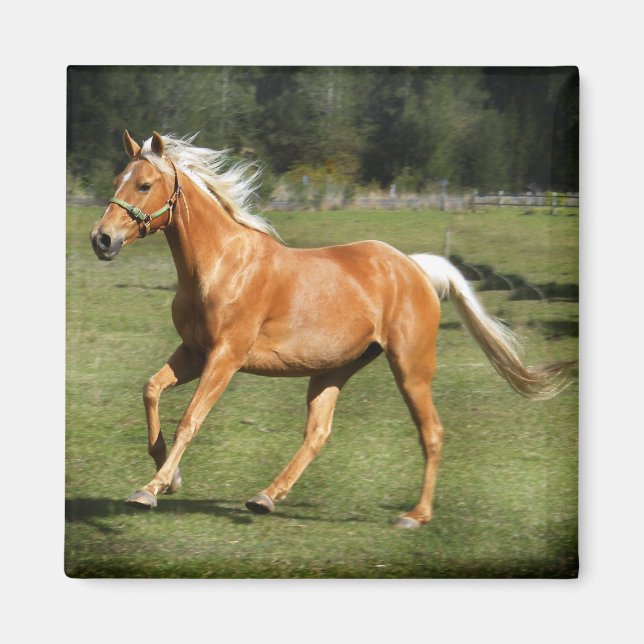 Aimant puissance du palomino (Devant)