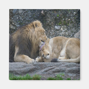 Aimant Puissant amour Lion