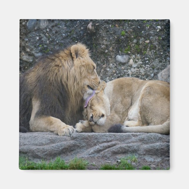 Aimant Puissant amour Lion (Devant)