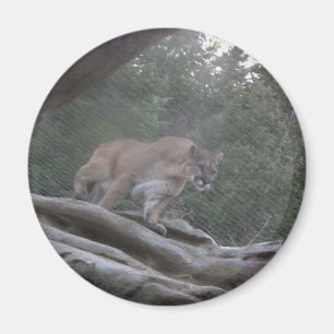 Aimant Puma