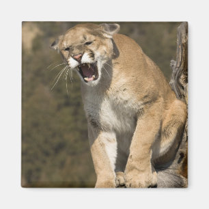 Aimant Puma ou lion de montagne, puma concolor, En captiv