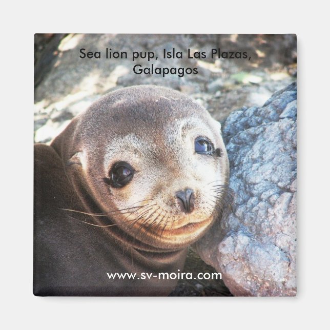 Aimant Pup d'otarie, Isla Las Plazas, Galapagos (Devant)