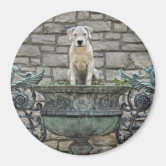 Aimant Puppy Royal (Devant)