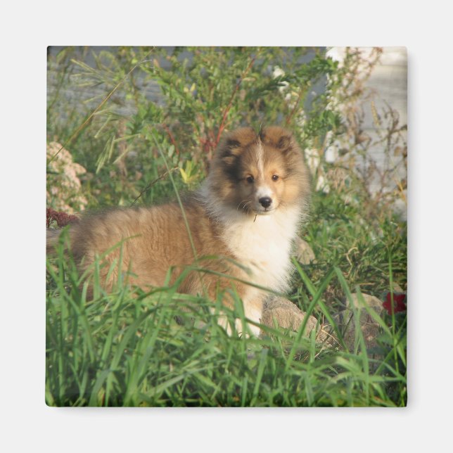 Aimant Puppy Sheltie debout dans l'herbe et l'aimant des  (Devant)