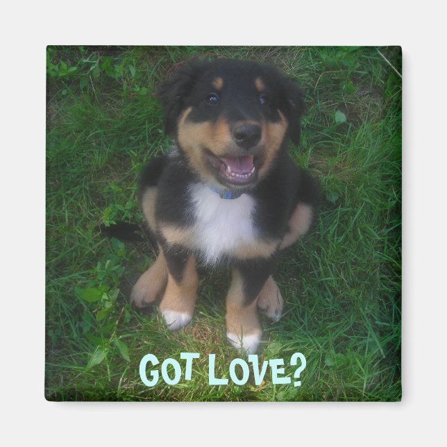 AIMANT PUPPY, TU AS DE L'AMOUR ? (Devant)