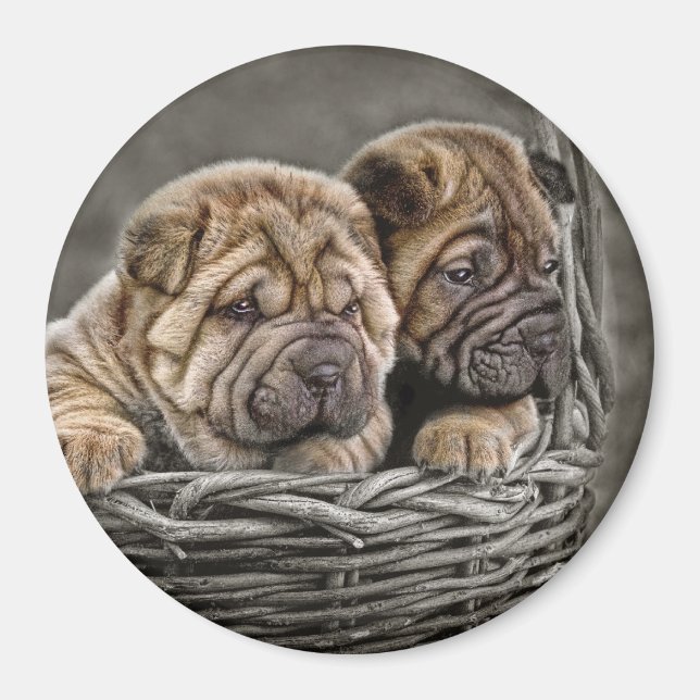 Aimant Pups Shar Pei dans l'aimant de panier (Devant)