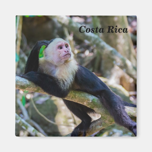 Aimant Pura vida pour le singe capucin à tête blanche (Devant)