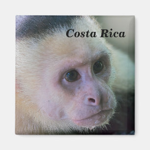 Aimant Pura vida pour le singe capucin à tête blanche