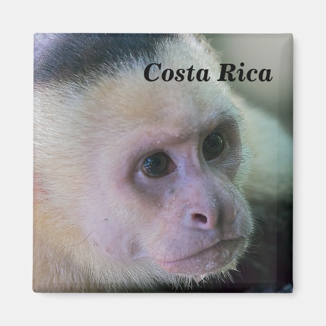 Aimant Pura vida pour le singe capucin à tête blanche (Devant)