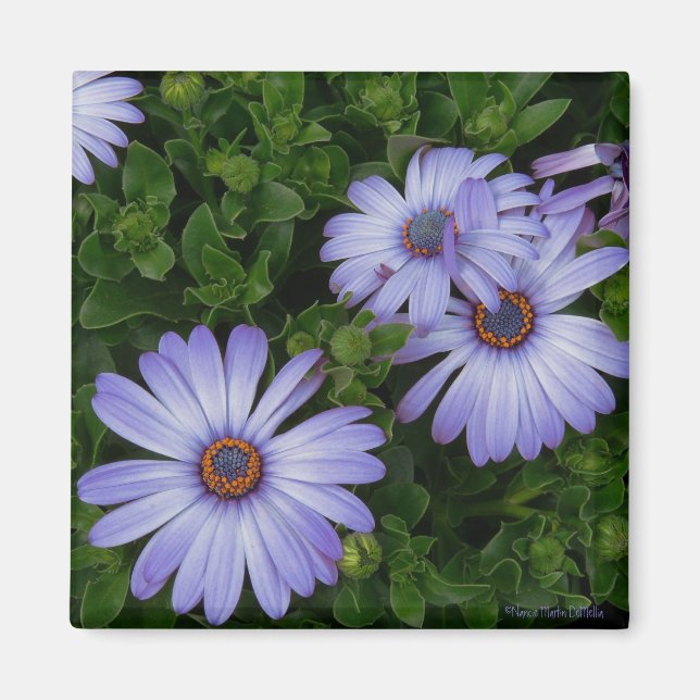 Aimant Purple/Blue-Daisy-Magnet (Devant)
