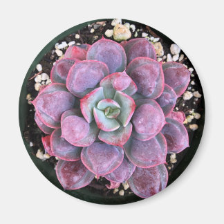 Aimant Purple Echeveria Raindrops Succulent