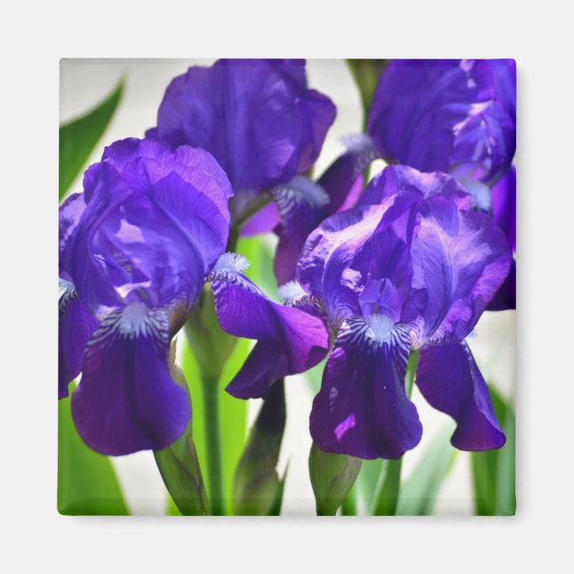 Aimant Purple Irises Iris Flower (Devant)