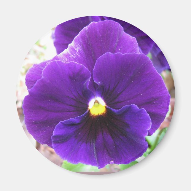 Aimant Purple Pansy (Devant)