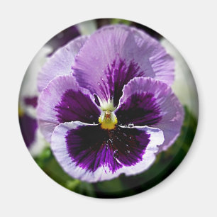 Aimant Purple Pansy Close Up