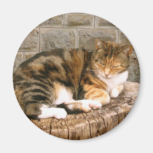 Aimant Pussels - Chat sur une souche (Devant)