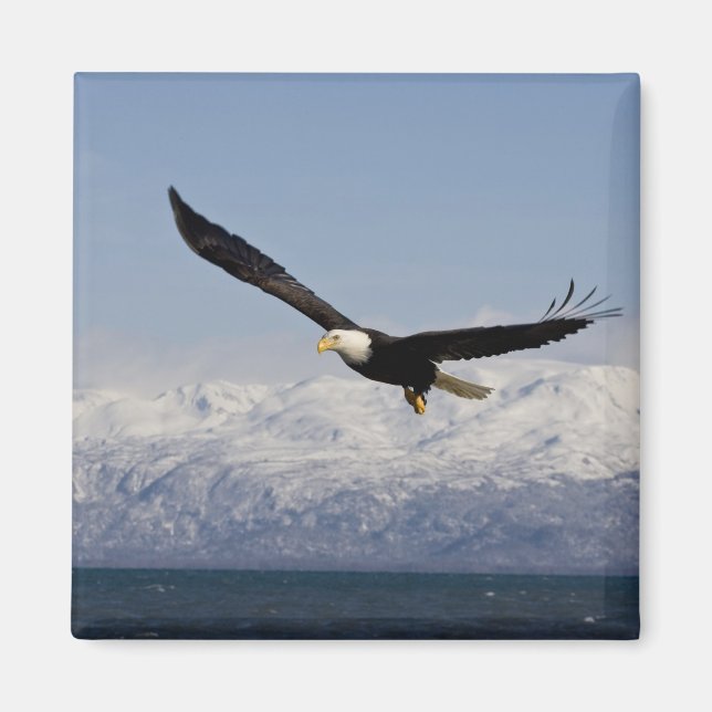 Aimant Pygargue à tête blanche en vol, Haliaeetus leucoce (Devant)