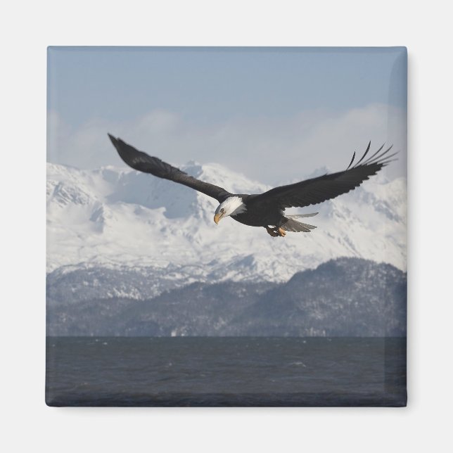 Aimant Pygargue à tête blanche en vol, Haliaeetus leucoce (Devant)