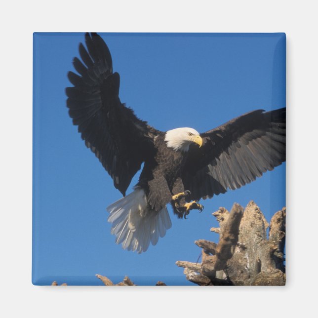 Aimant pygargue à tête blanche, Haliaeetus leuccocephalus (Devant)