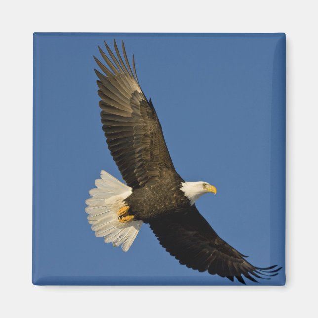 Aimant Pygargue à tête blanche, Haliaeetus leucocephalus, (Devant)
