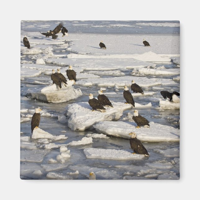 Aimant Pygargue à tête blanche, Haliaeetus leucocephalus, (Devant)
