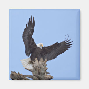 Aimant Pygargue à tête blanche (Haliaeetus leucocephalus)