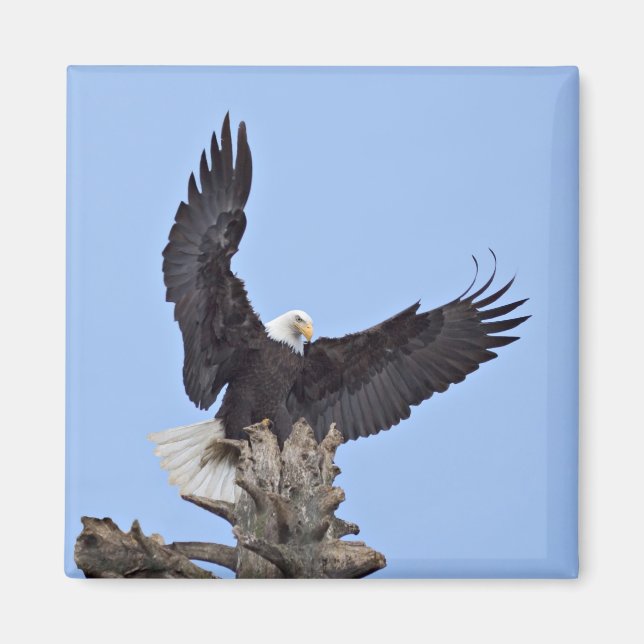 Aimant Pygargue à tête blanche (Haliaeetus leucocephalus) (Devant)